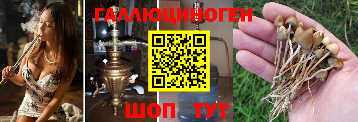 Галлюциногенные грибы GOLDEN TEACHER Белово